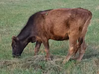 Krowa, Bydło — zdjęcie 2