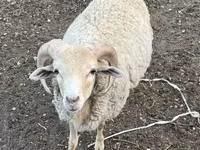 Koç, Merino sheep — foto 1