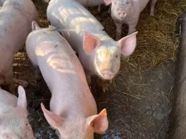Sow, Pigs