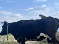 Vache, Russian Black pied cattle — photo 1