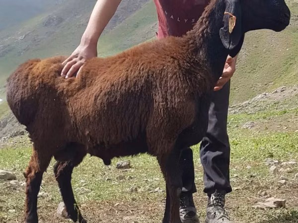 Qoç, Blackheaded Persian sheep