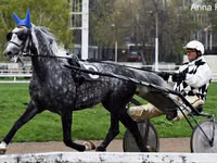 Kůň, Orlov Trotter — foto 1