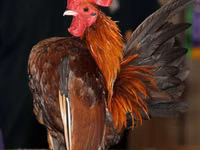 Chickens — photo 3