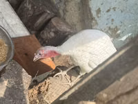 Turkeys — foto 1
