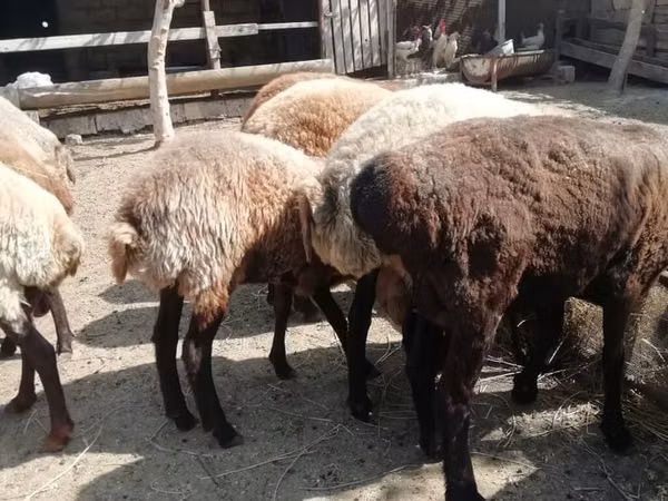 Ovce, Ovce