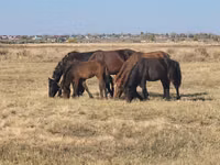 Klisna, Horse breed — foto 2