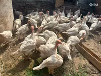 Turkeys — foto 1