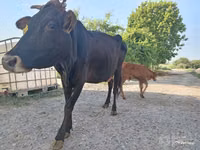 गाय, लिमोज़िन गाय — फ़ोटो 4