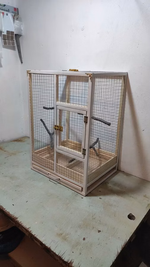 Papuqay,dovşan,hamster,şinşila,bildirçin,cücə,xamyak,pişik,quş,tısbağa