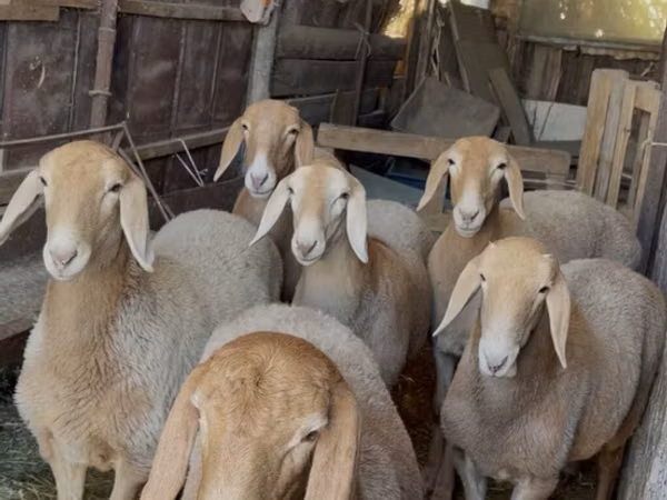 Ovce, Arashan sheep