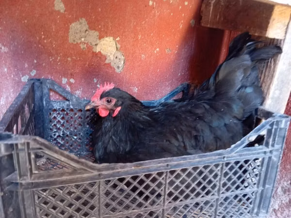 Chickens