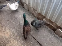 Ducks — ფოტო 4