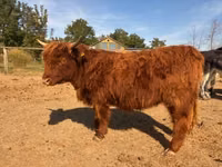 Vache, Highland — photo 4