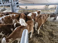 Bovinos (lote, sexo no especificado), Simmental cattle — foto 1