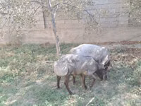 Baran, Owce — zdjęcie 4
