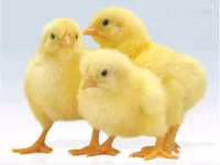 Chickens — Foto 3