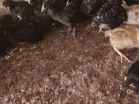 Chickens — 1-сурет