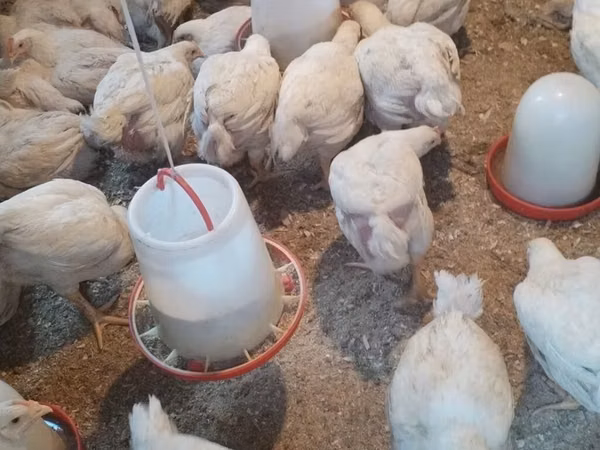 Chickens — Azerbaïdjan