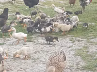 Ducks — foto 3