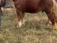 Айғыр, Suffolk Punch — 4-сурет