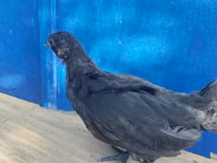Brahma — foto 3