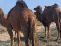 Інген, Nar-Maya camel — 2-сурет