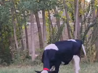Taureau, Race Holstein — photo 4