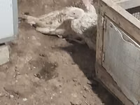Turkeys — 写真 4