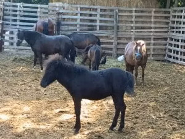 Horse (M), Horses