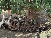 Ducks — photo 2