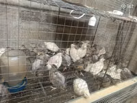 Quails — 写真 1