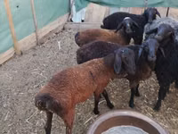 Baran, Arabi sheep — zdjęcie 5