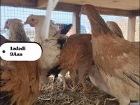 Chickens — फ़ोटो 5