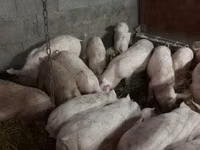 Kanec, Prasata — foto 1