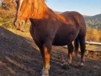 母马, Horses — 照片 3