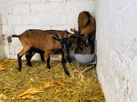 Dişi keçi, Italian Alpine goat — foto 3