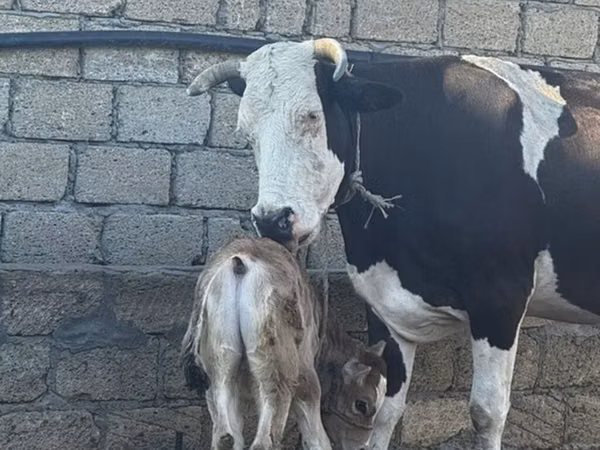 ძროხა, Simmental cattle