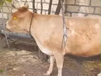 Krowa, Simmental cattle — zdjęcie 2