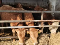 Bydło (partia, płeć nieokreślona), Simmental cattle — zdjęcie 1