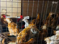 Chickens — foto 1