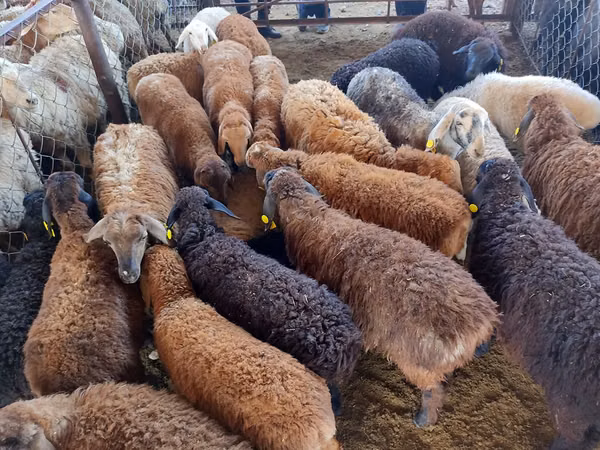 Bélier, Moutons