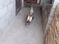 مالينس — الصورة 6