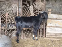 თხა, თხები — ფოტო 3