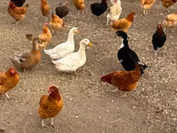 Chickens — foto 1
