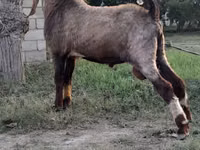 Keçi, Nubian Goat — foto 3