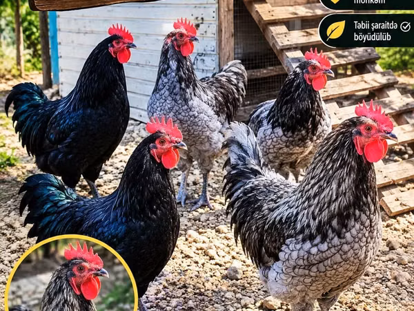 Australorp