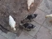 Geese — புகைப்படம் 3