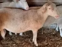 Bélier, Moutons — photo 2