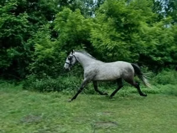 குதிரை, Lipizzaner