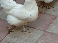 Australorp — foto 2
